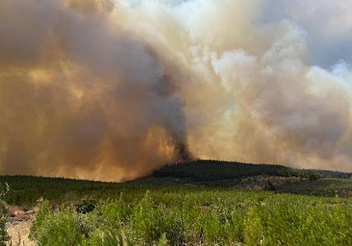 Bursa'nın Osmangazi ilçesinde ormanlık alanda yangın çıktı