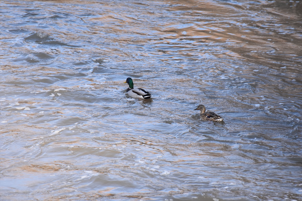 Buzlar çözülünce göçmen kuşlar Kars'a dönmeye başladı