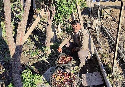 Cancur (Yabani Erik) artık Çıldır Ovasında yer alan köylerde de yetişmeye başladı.