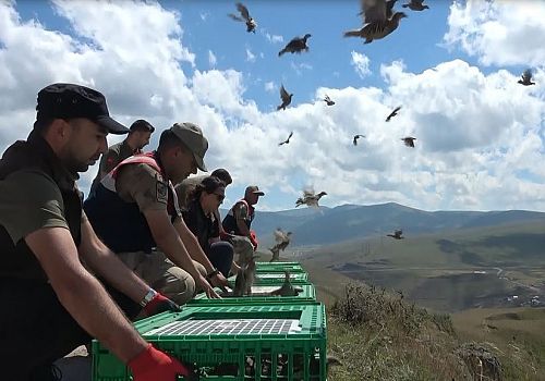 Çıldır a bağlı Karaçay kanyonuna Kınalı Keklik bırakıldı.