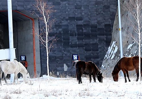 Çıldır Aşık Şenlik Tüneli’nde yılkı atları ulaşımı kısa süreli aksattı