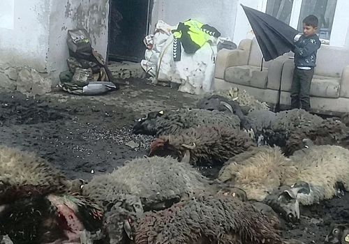 Çıldır’da Ahır Çöktü: Bir Ailenin Tek Sermayesi Yok Oldu