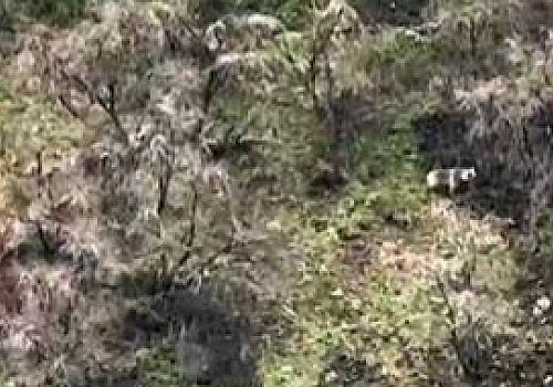 Çıldır da boz ayı yavrularıyla ilerlerken görüntülendi