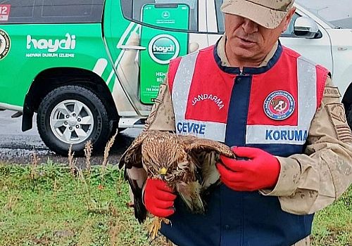 Çıldır da jandarmanın arazide bulduğu yaralı şahin tedavi edilecek