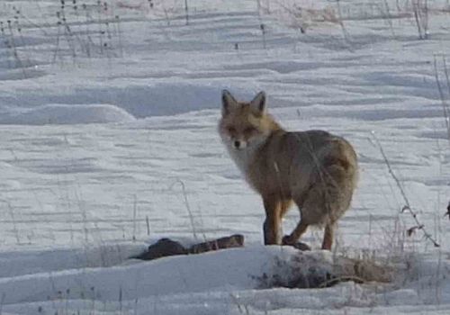 Çıldır da kar üzerinde yiyecek arayan tilki, görüntülendi