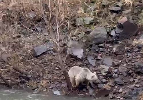 Çıldır da Kura nehri kenarına inen boz ayı ve yavruları, vatandaşlar tarafından görüntülendi