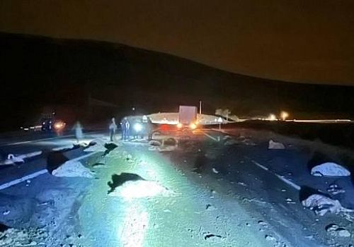 Çıldır da tırın çarptığı 74 küçükbaş hayvan telef oldu.