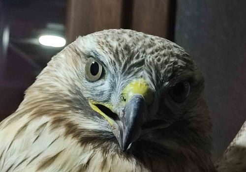 Çıldır da yaralı bulunan kızıl şahin tedaviye alındı