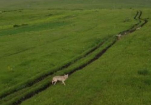 Çıldır da yiyecek arayan kurt sürüsü havadan görüntülendi