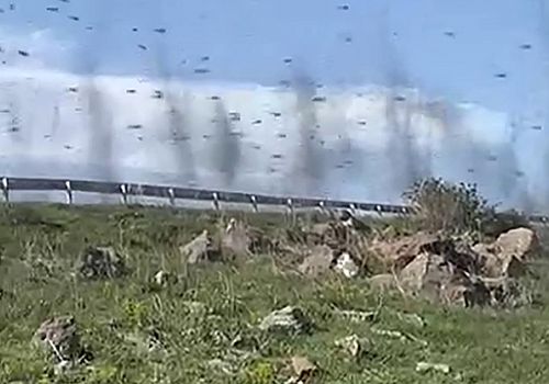 Çıldır Gölü çevresini istila eden yeşil sinekler