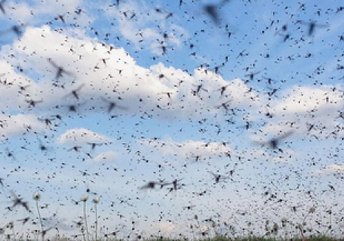 Çıldır gölü çevresini kendisine mesken edinen ve bölgeyi komple saran yeşil sinekler vatandaşları canından bezdirdi