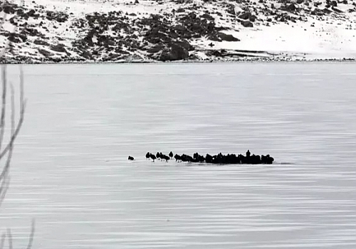 Çıldır Gölü'de  göç etmeyen kuşları buz üstünde bir arada görüntülendi