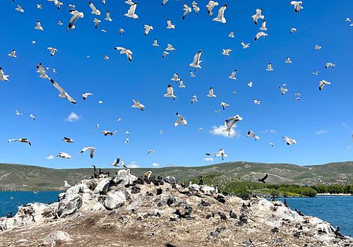 Çıldır Gölü, ilkbahar mevsimi ile göçmen kuşların akınına uğradı.