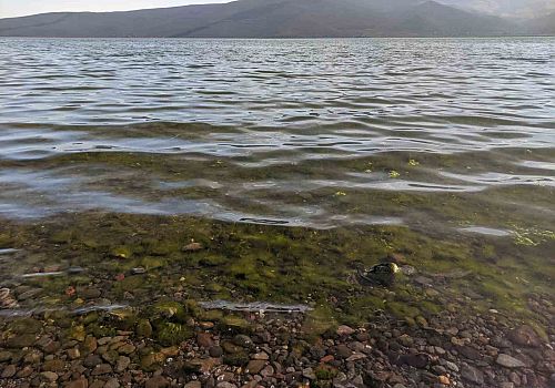 Çıldır Gölü’nde aşırı sıcaklar nedeniyle ortaya çıkan ve zehirli olduğu belirtilen alg yosunu