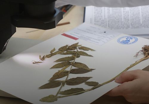 Çıldır Gölü'nde keşfedilen yeni endemik bitki türü Anadolu Zilasuru