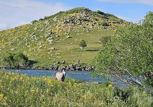 Çıldır Gölü'ndeki adacıkta mahsur kalan at, AFAD ekipleri tarafından kurtarıldı.
