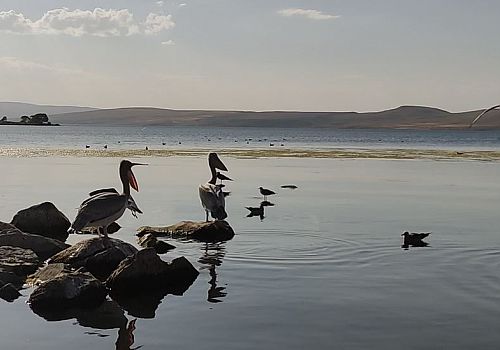 Çıldır Gölün deki pelikanlar, balıkçıların ve turistlerin maskotu haline geldi
