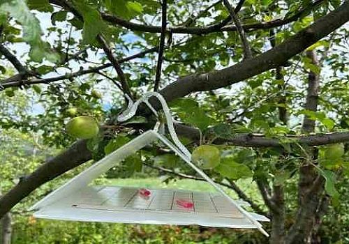 Çıldır Kurtkale bölgesinde meyve ağaçlarına feromon tuzak asımı yapıldı