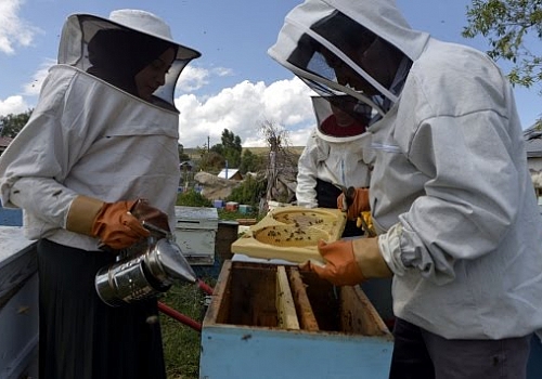 Coğrafi işaretli Ardahan çiçek balında en tatlı heyecan başladı