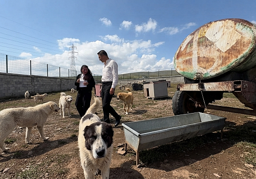 Damal Belediyesi'nden Sokak Hayvanları İçin Kararlılık Mesajı