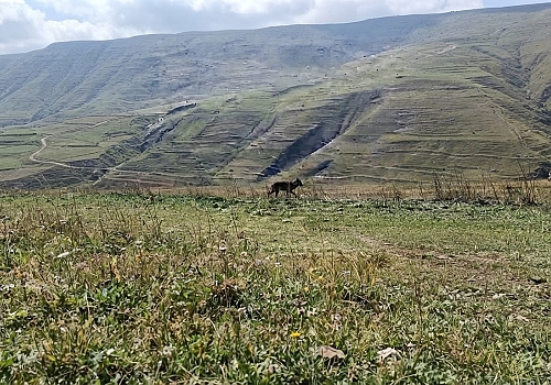 Damal da Korkutan Manzara: Kurtlar Ölü İneğin Başında Görüntülendi