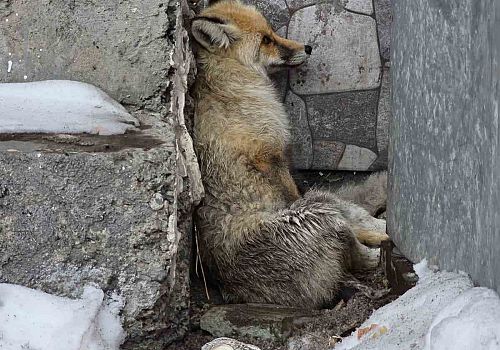 Damal’da yaralı bulunan tilki tedavi altına alındı