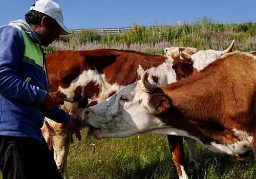 Damal şap hastalığı ve kavurucu sıcaklar, besiciyi zor durumda bıraktı