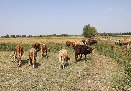 Dar gelirli aileler Genç Çiftçi Projesi sayesinde köylerinde kaldı