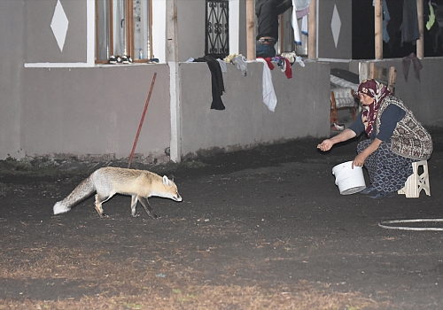 Davetsiz misafiri tilkiyi her gün elleriyle besliyor