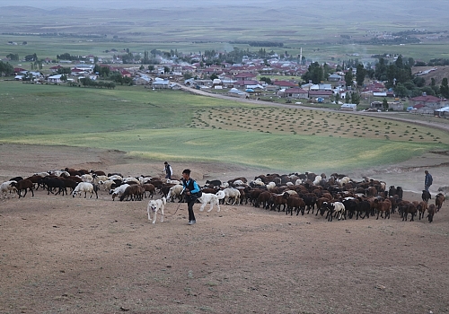 Doğu Anadolu'daki yayla yolculuğu sıcak hava nedeniyle zorlu geçiyor