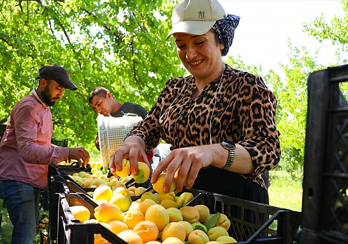 Doğu'nun Çukurovası Iğdır'da üretilen kayısı mevsimlik tarım işçilerine de ekmek kapısı oluyor
