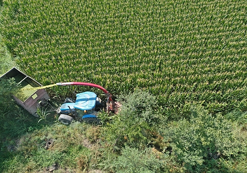 Doğunun Çukurovası Iğdır, yem bitkisi üretiminde de adından söz ettiriyor