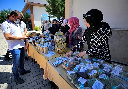 Elazığ'da kooperatifte güçlerini birleştiren kadınlar tarımsal üretime katkı sağlıyor