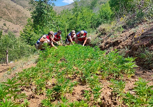 Elazığ'da meyve ağaçlarının arasına ekilmiş 6 bin 150 kök Hint keneviri ele geçirildi