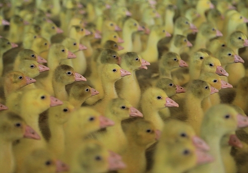 Elazığlı iş adamı, devlet desteğiyle kaz üretimini 4 yılda 100 kat arttırdı