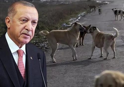 Erdoğan: Sahipsiz köpeklerin sahiplendirilmesini amaçlıyoruz, bunu başarabilirsek sonraki adıma gerek kalmayacak