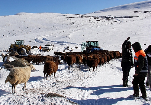 Erzurum'da kar nedeniyle mahsur kalan çoban ve sürüsü kurtarıldı