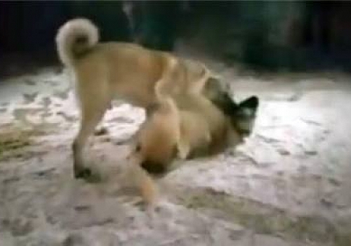 Erzurum'da köpeğe eziyete işlem