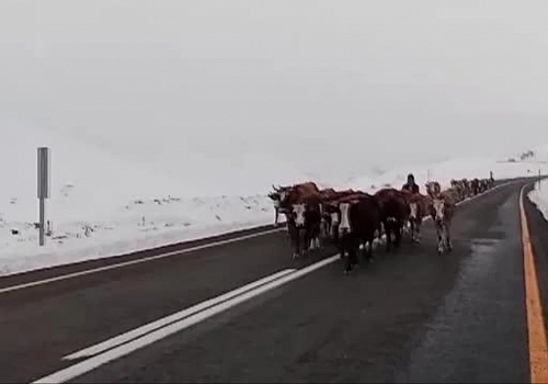 Erzurum'da yaylacıların zorlu yolculuğu