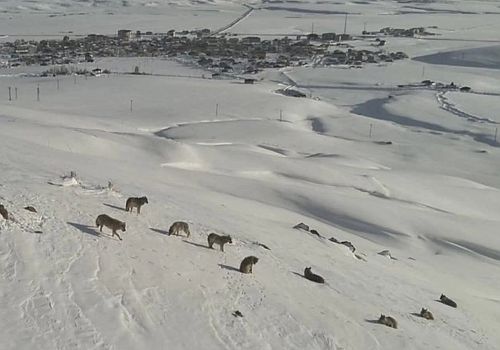 Erzurum’da Yerleşim Yerine Yakın Kurt Sürüsü Görüntülendi