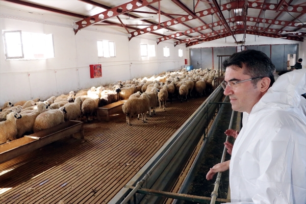 Erzurum'da koyun kanından tıbbi laboratuvarlarda kullanılacak materyal üretilecek