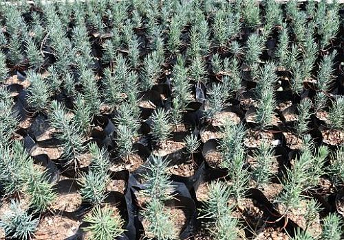 Gabar’da üretimle birlikte doğa da büyüyor: 100 bin fidanlık çevre hamlesi