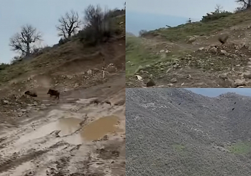 Göklerin pençesi yerde affetmedi: kartalın domuz yavrusuna ölümcül dalışı