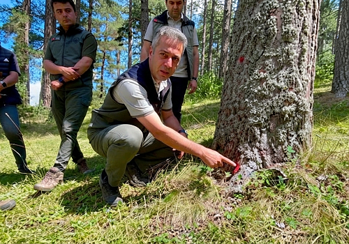 Göle'de Doludan Zarar Gören Sarıçam Ormanları İçin Yenileme Çalışması Başlatıldı