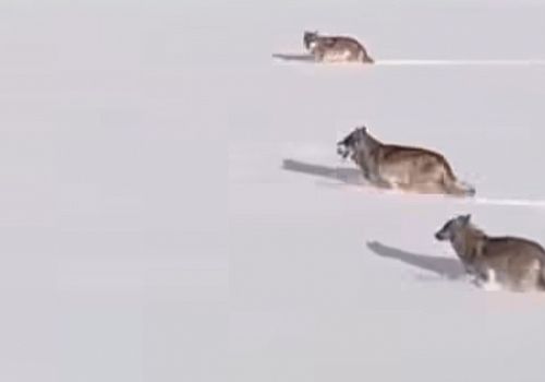 Göle’de Kurtlar Drone ile Görüntülendi