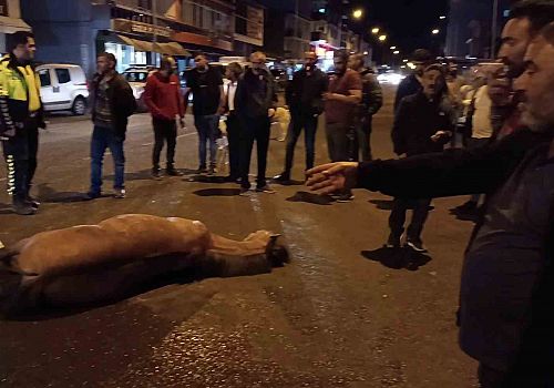 Göle de Kuyruğuna içi taş dolu plastik kutu takılan at çarpışmada yaralandı