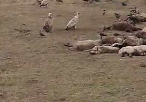 Göle de nesli tükenme riskiyle karşı karşıya olan kara akbabalar sürü halinde görüntülendi.