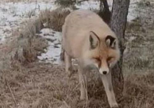 Göle’de okul bahçesine tilki ziyareti