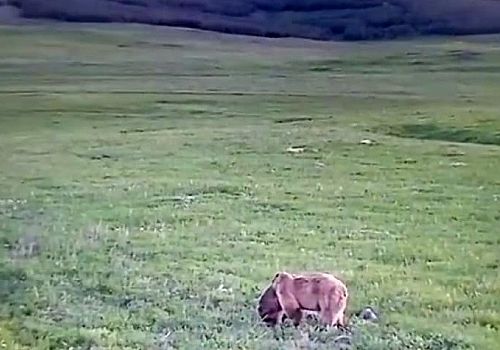 Göle de yeşeren otlarla beslenen bozayı görüntülendi