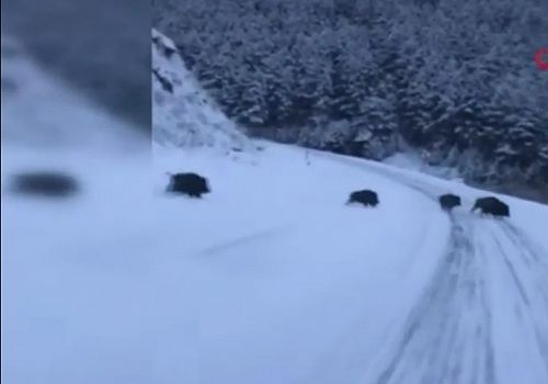 Göle de yolun karşısına geçmeye çalışan domuz sürüsü görüntülendi